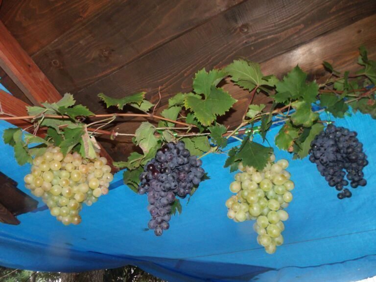 Trip Serbia - Događaji: Oplenačka Berba Groždja